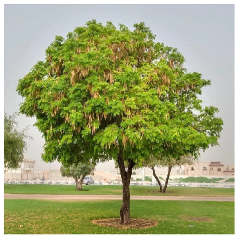 خدمات تنسيق الحدائق بالرياض

                تصميم وتنسيق حدائق بالرياض
                
                شركة لتنسيق الحدائق بالرياض
                
                حدائق منزلية بالرياض
                
                تنسيق الحدائق والزهور بالرياض
                
                شركات تصميم حدائق بالرياض
                
                تنسيق الحدائق والديكورات بالرياض
                
                مقاول تصميم حدائق بالرياض
                
                تجهيز حدائق بالرياض
                
                تركيب عشب صناعي بالرياض
                
                مستلزمات تنسيق الحدائق بالرياض
                
                مزارع لبيع الزهور بالرياض
                
                تصميم حدائق مع إضاءة بالرياض
                
                تنسيق حدائق الفلل بالرياض
                
                إصلاح وصيانة الحدائق بالرياض
                
                تنسيق حدائق للمنازل بالرياض
                
                ديكورات حدائق الرياض
                
                تصميم حدائق استراحات بالرياض
                
                تركيب شبكات ري حديثة بالرياض
                
                تنسيق الحدائق الكبيرة بالرياض
                
                أشجار ونباتات زينة بالرياض
                
                حدائق نباتية بالرياض
                
                تصميم حدائق عصرية بالرياض
                
                أفكار لتنسيق الحدائق بالرياض
                
                تصميم حديقة استوائية بالرياض
                
                تنسيق زهور للحدائق بالرياض
                
                كلمات إضافية حول النباتات والزهور:
                شراء نباتات زينة بالرياض
                
                توزيع الزهور والنباتات بالرياض
                
                زراعة زهور الزينة بالرياض
                
                مشتل نباتات في الرياض
                
                نباتات معمرة لحدائق الرياض
                
                خدمات زراعة الزهور في الرياض
                
                نباتات زينة للحدائق بالرياض
                
                زهور ونباتات طبيعية بالرياض
                
                تصميم حدائق زهور فاخرة بالرياض
                
                نباتات للأماكن الخارجية بالرياض
                
                كلمات مفتاحية للخدمات المتعلقة بالحدائق:
                تركيب شلالات ونوافير بالرياض
                
                مظلات حدائق بالرياض
                
                جلسات خارجية للحدائق بالرياض
                
                تركيب إضاءة للحدائق بالرياض
                
                تركيب برك مياه حدائق بالرياض
                
                أرضيات حجرية للحدائق بالرياض
                
                صيانة الحدائق المنزلية بالرياض
                
                تنسيق حدائق للشركات والفنادق بالرياض
                
                خدمات تصميم الحدائق العامة بالرياض
                
                مستلزمات الري بالتنقيط بالرياض
                
                أعمال تنسيق حدائق استراحات بالرياض